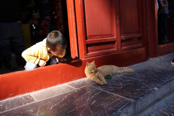 鸡鸣寺的猫咪